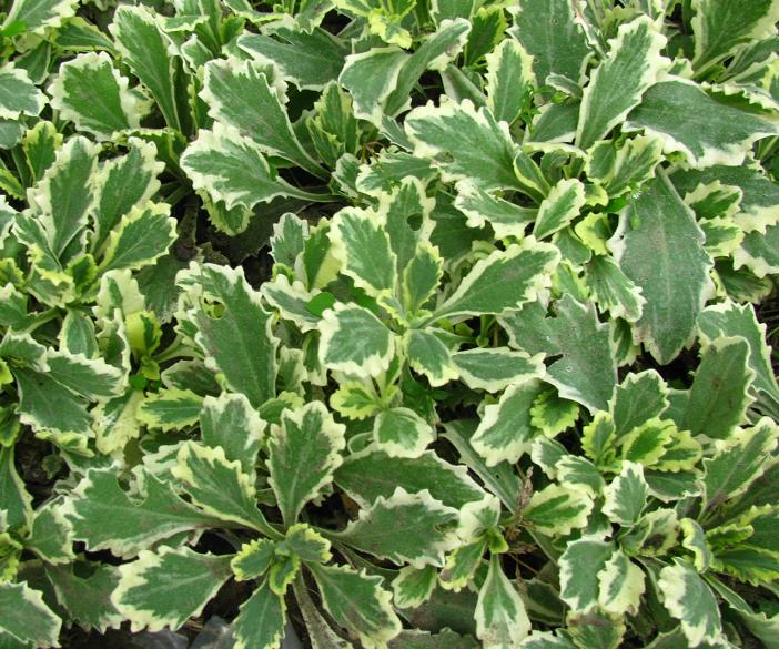 Арабіс кавказький ‘Variegata’