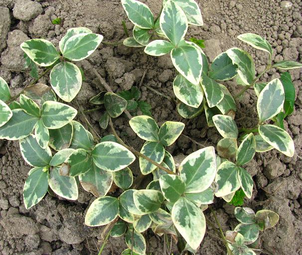 Барвінок малий ‘Variegata’