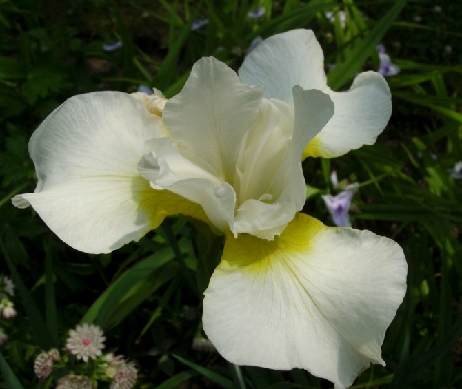 Ирис сибирский  ‘White Swirl’