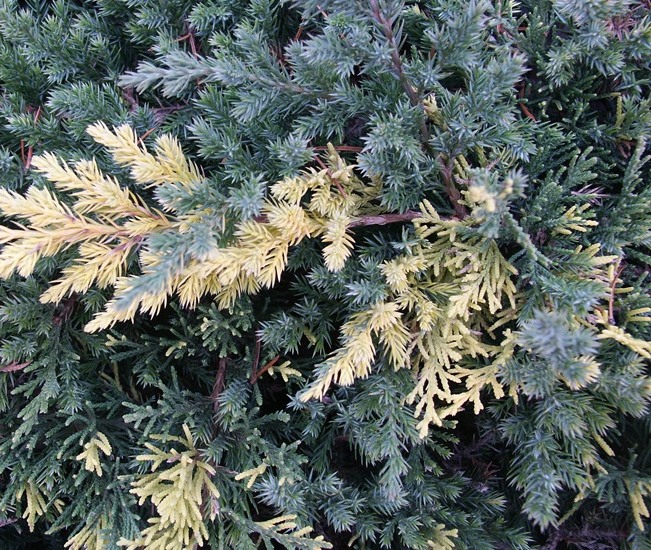 Ялівець китайський ‘Expanca Variegata’