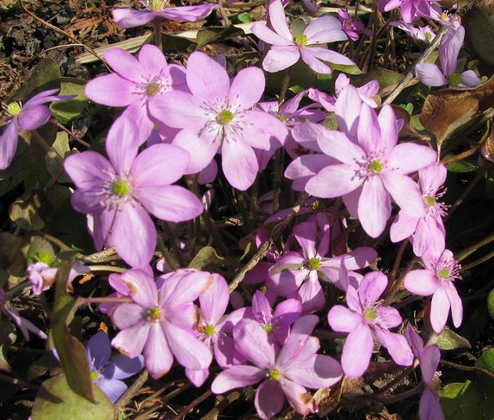 Печіночниця благородна ‘Pink Forest’