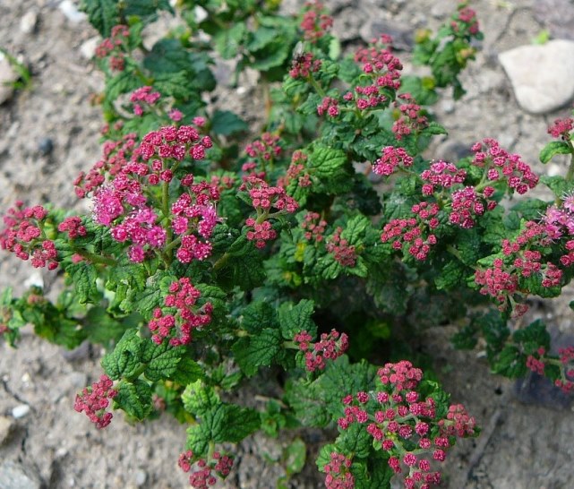 Спірея японська ‘Bullata’