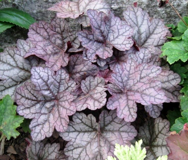 Гейхера ‘Sugar Plum’