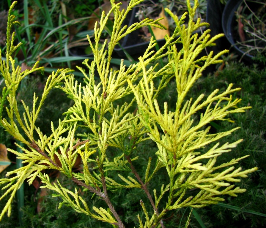  Кіпарисовик горохоплідний ‘Filifera Aurea Nana’