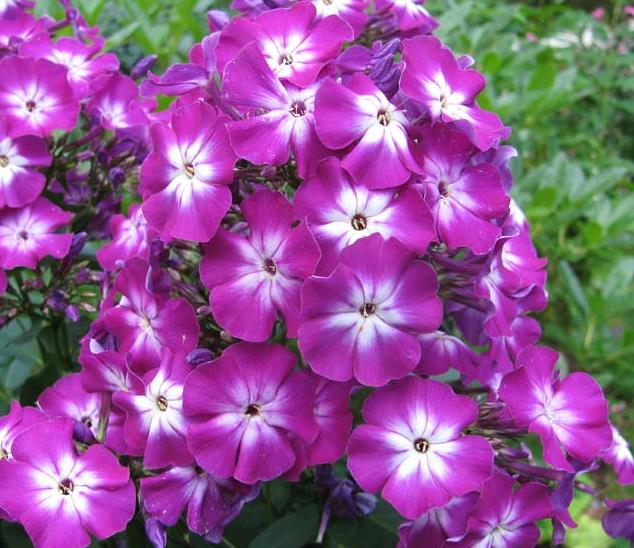 Флокс волотистий ‘Purple Kiss’ 4/40