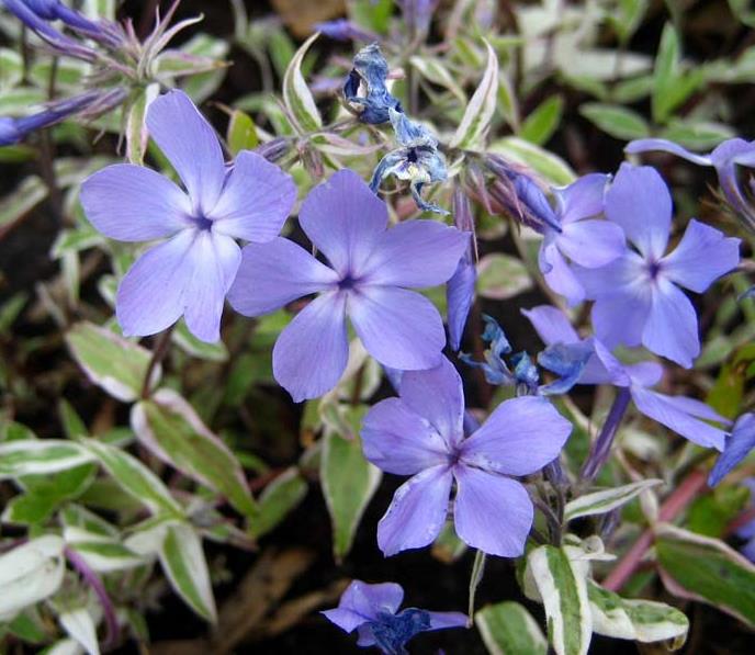 Флокс растопыренный ‘Montrose’