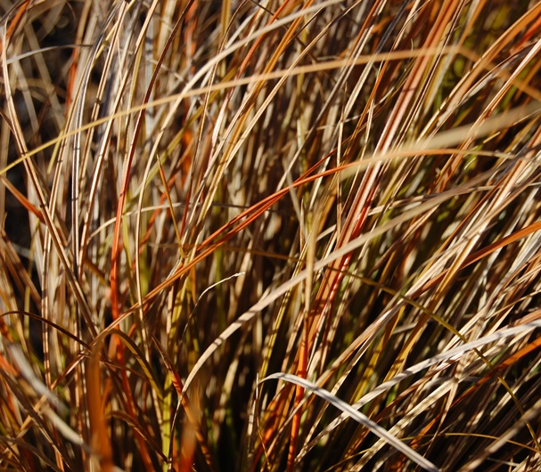 Осока кирпичная ‘Prairie Fire’