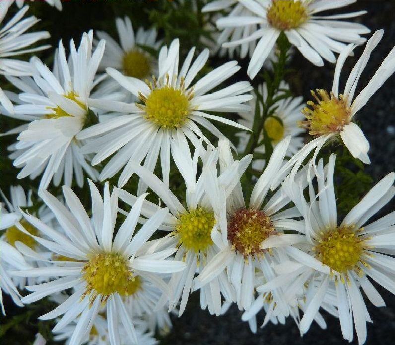 Айстра кущова ‘Kristina’