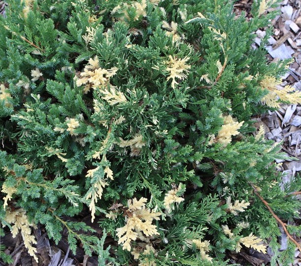 Ялівець китайський ‘Expanca Variegata’