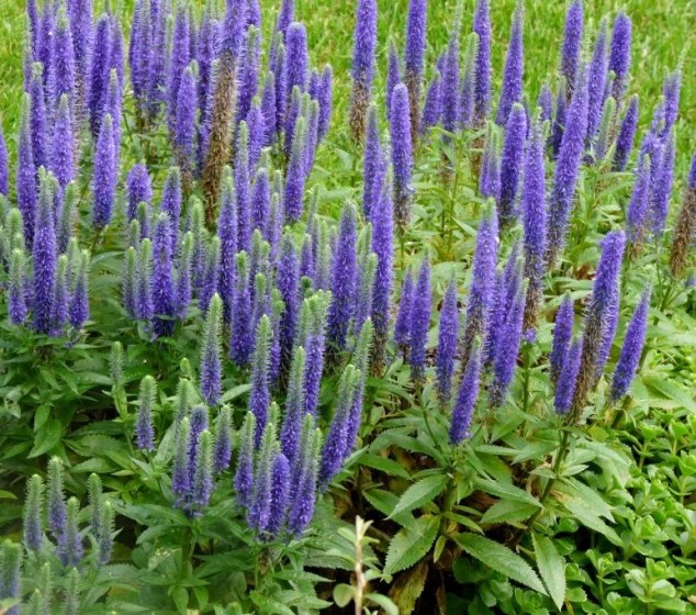 Вероника колосистая ‘Darwin’s Blue’