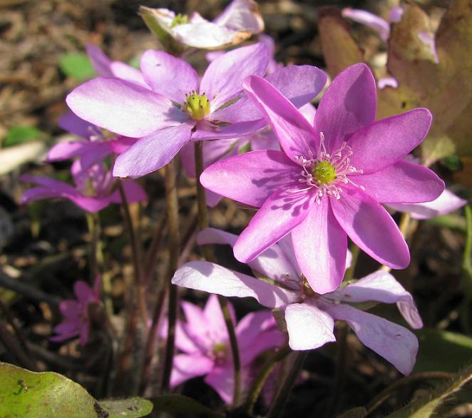 Печіночниця благородна ‘Pink Forest’