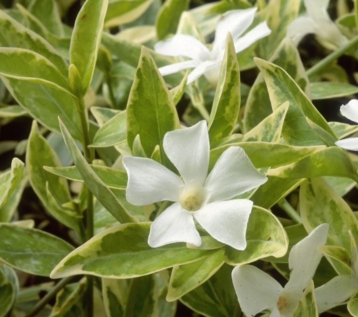 Барвінок малий ‘Alba Variegata’