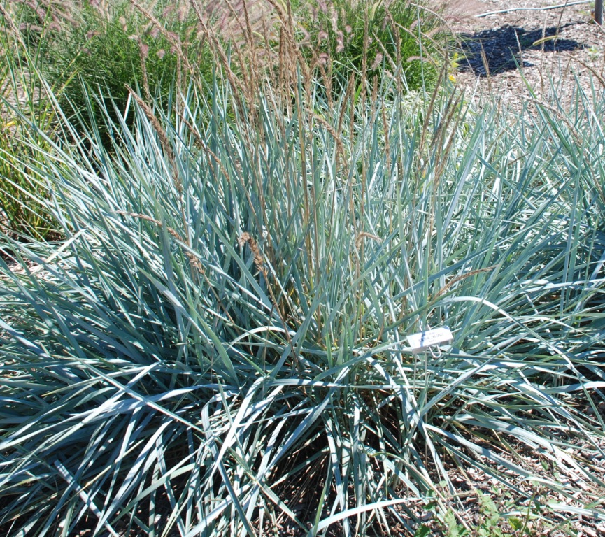 Колосняк піщаний ‘Glaucus’