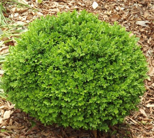Самшит вічнозелений ‘Suffruticosa’