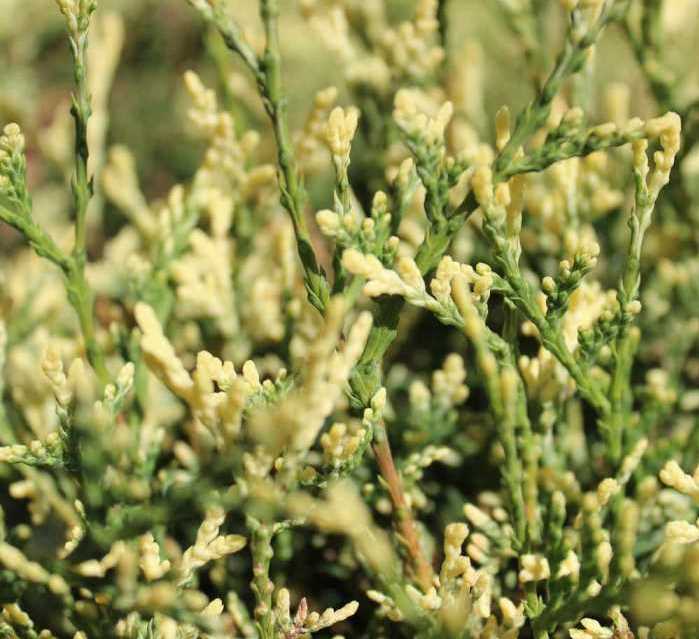 Туя западная ‘Gold Pearl’, Золотые жемчужины
