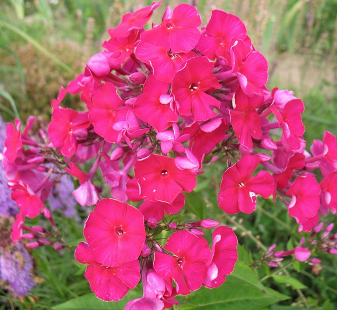 Флокс волотистий ‘Adessa Special Bright Red’ 3/60
