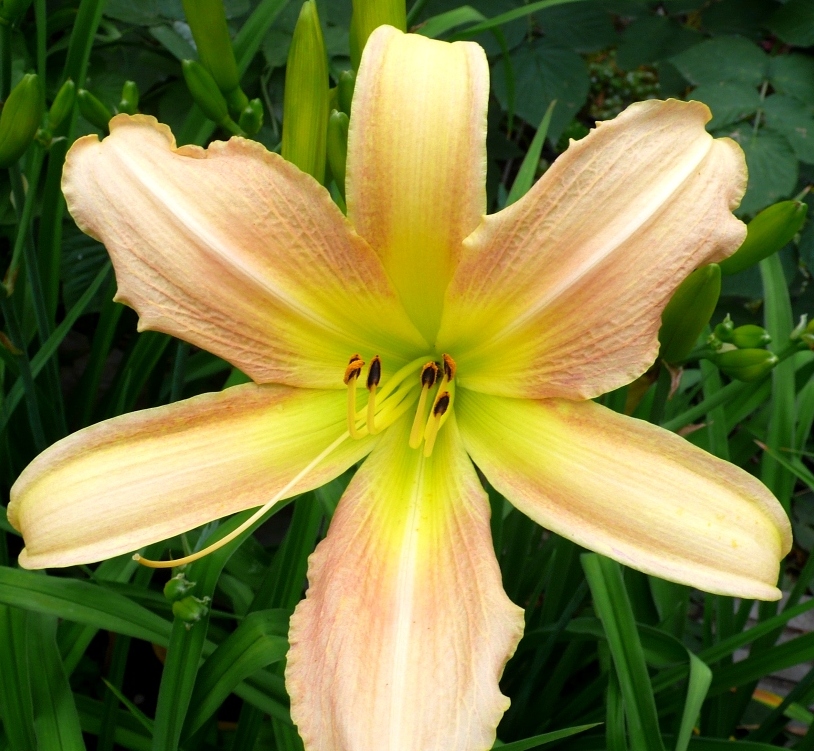 Лилейник ‘Cattleya’