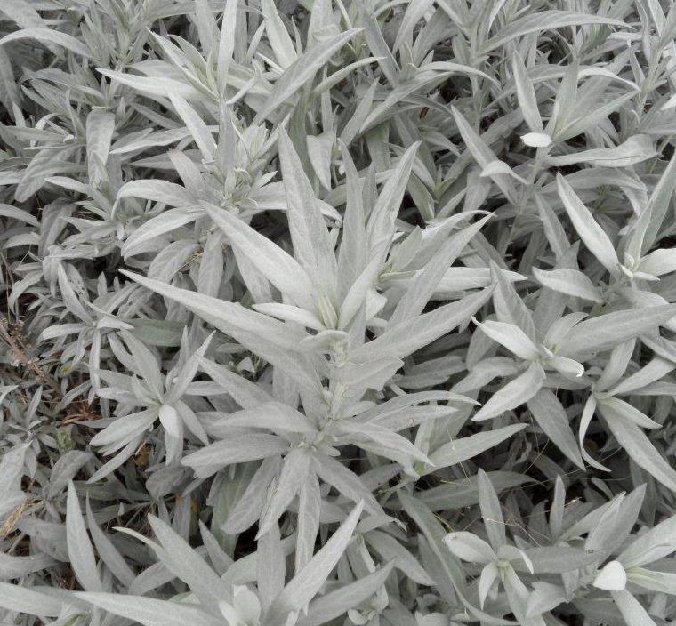 Полынь Людовика ‘Silver Queen’