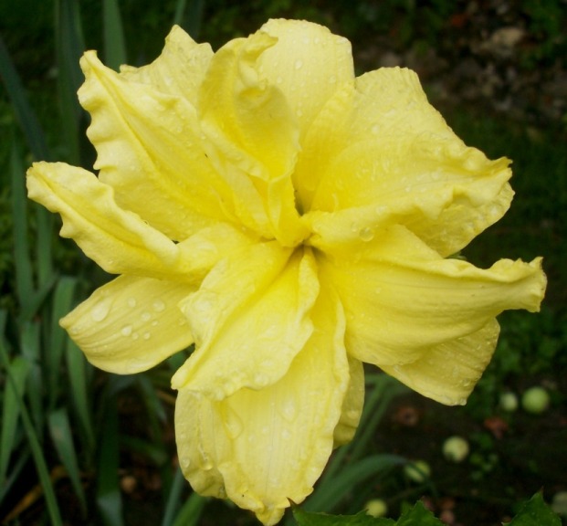 Лилейник ‘Shamrock Double Lemon’