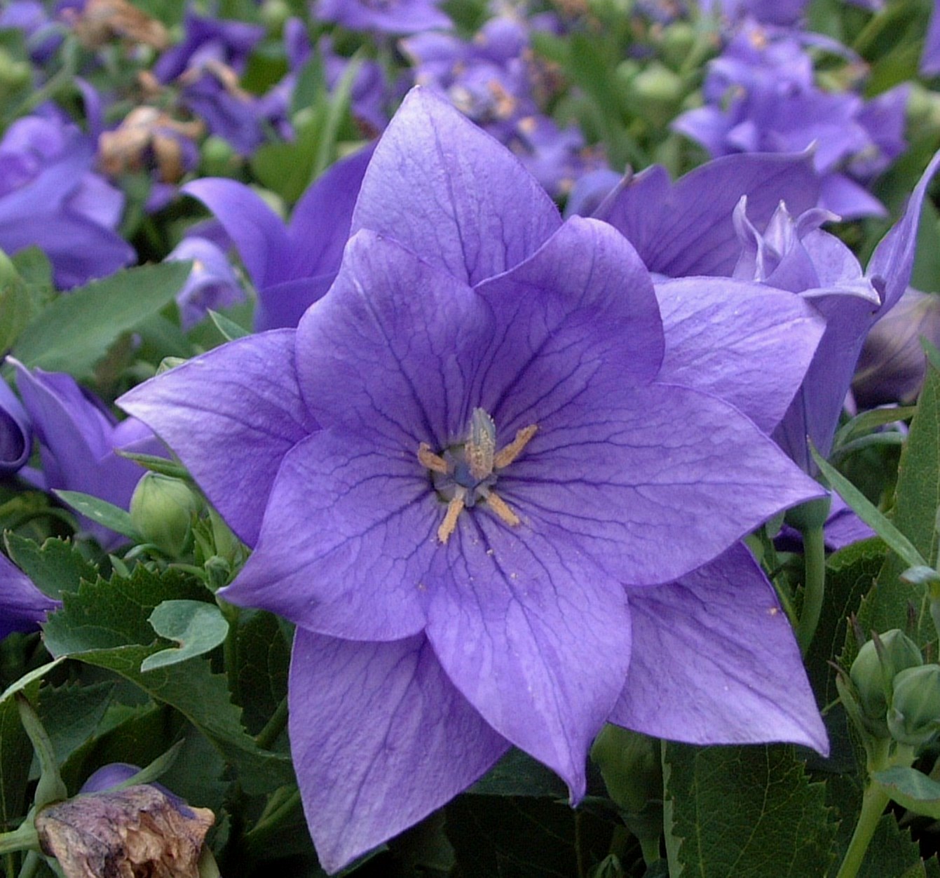 Платикодон великоквітковий ‘Astra Semi-Double Blue’, насіння