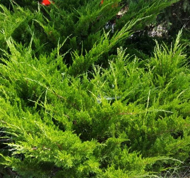 Можжевельник средний ‘Pfitzeriana’