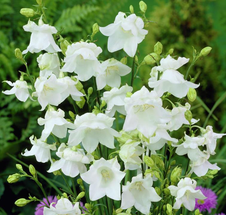 Колокольчик персиколистый ‘Alba Coronata’