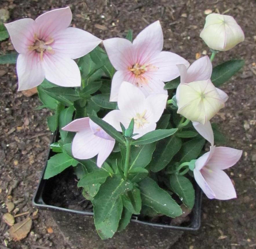 Платикодон крупноцветковый ‘Astra Pink’