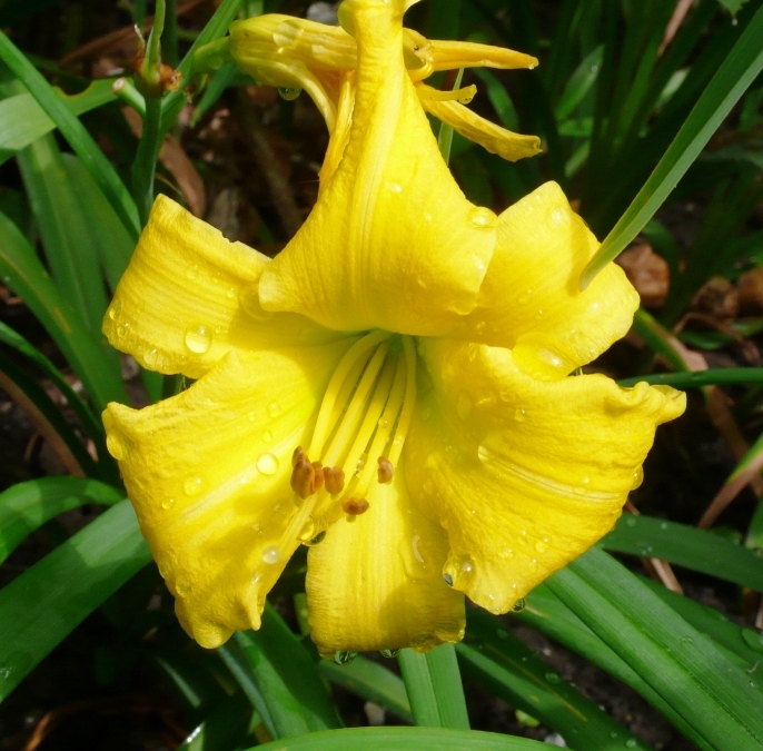 Лілійник ‘Stella d’Oro’