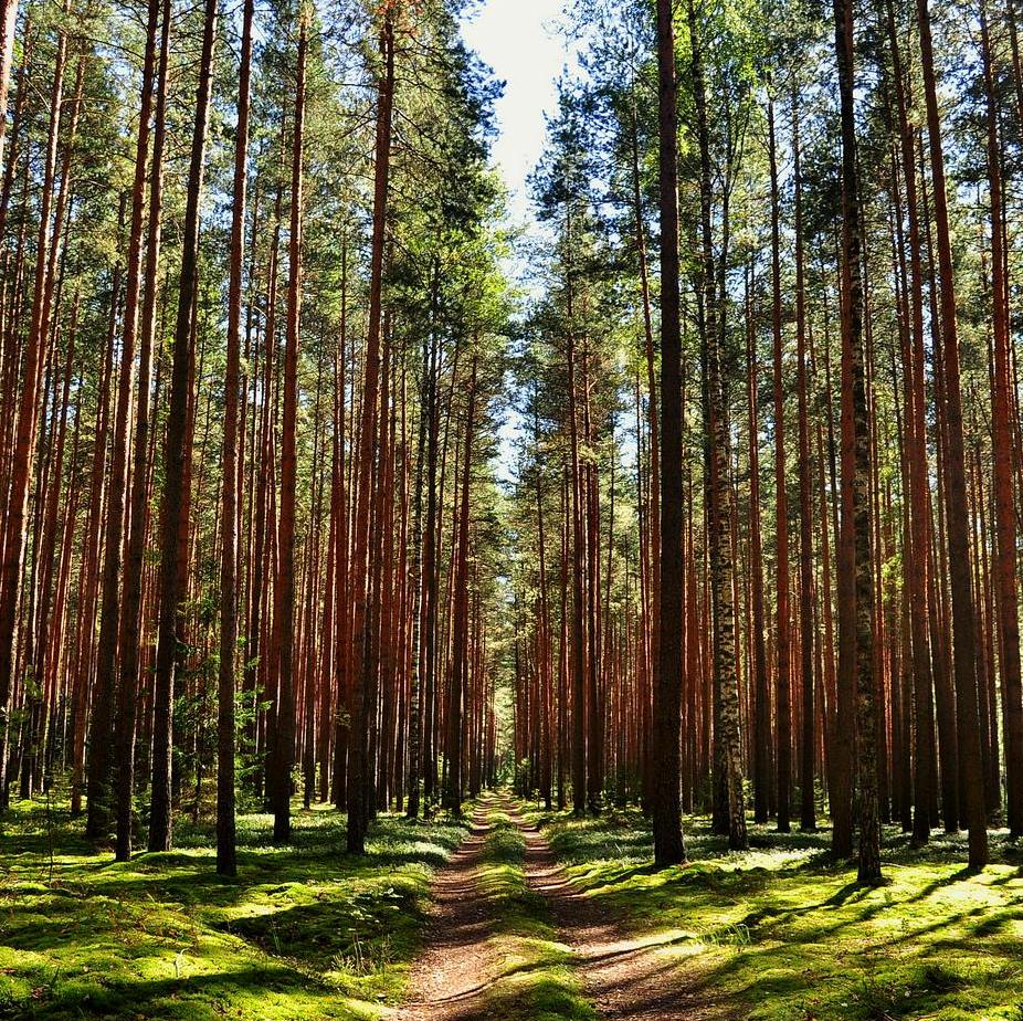 Сосновий листяний перегній
