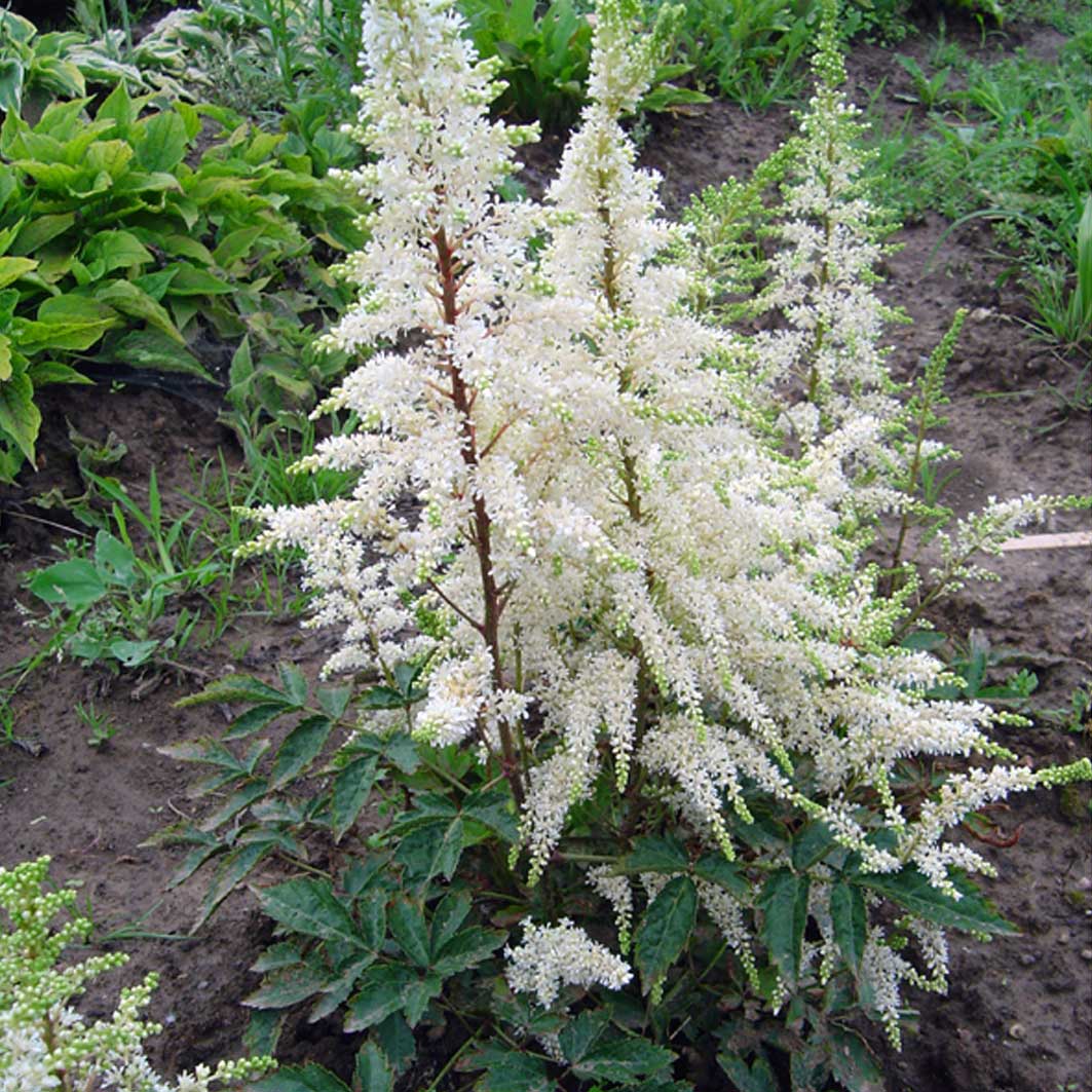 Астильба цельнолистая ‘Praecox Alba’