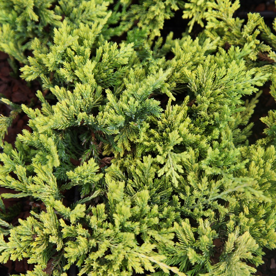 Можжевельник горизонтальный ‘Golden Carpet’