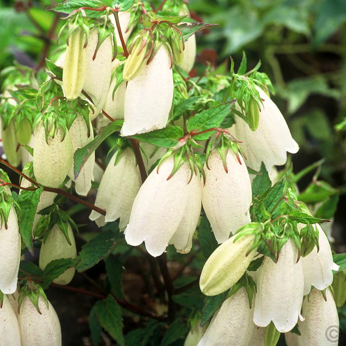 Колокольчик точечний ‘White Bells’