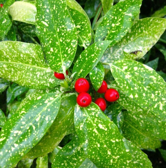 Аукуба японська ‘Variegata’