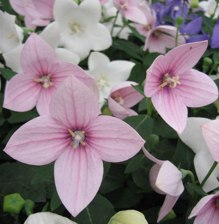 Платикодон крупноцветковый ‘Astra Pink’