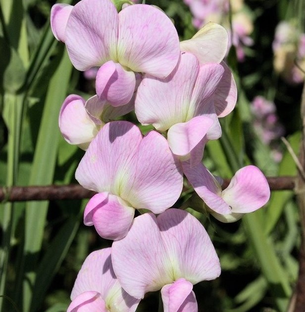 Чина широколиста ‘Pink Pearl’, насіння