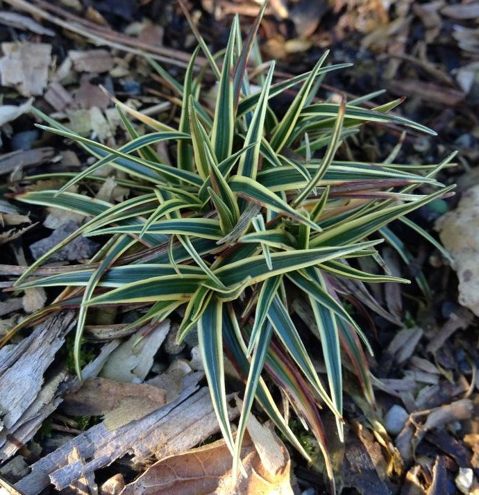 Осока тверда ‘Variegata’
