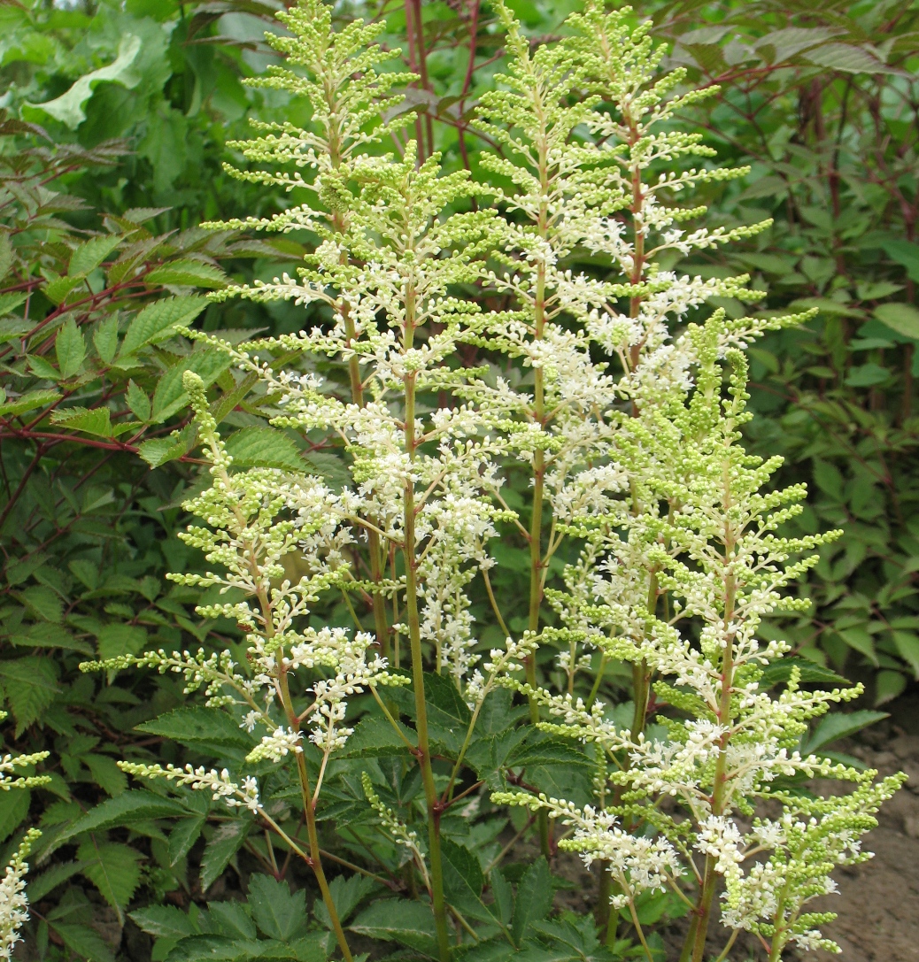 Астільба суцільнолиста ‘Praecox Alba’