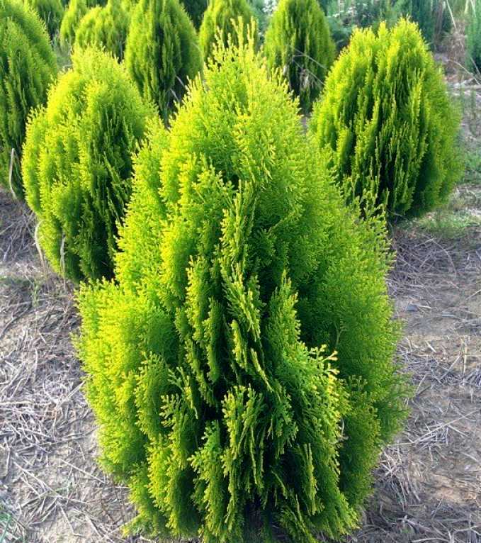 Туя східна’Aurea Nana’