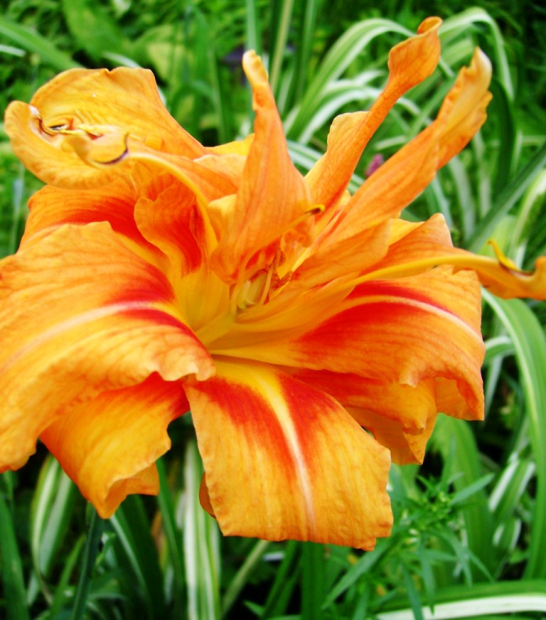 Лілійник жовтий ‘Kwanso Variegata’