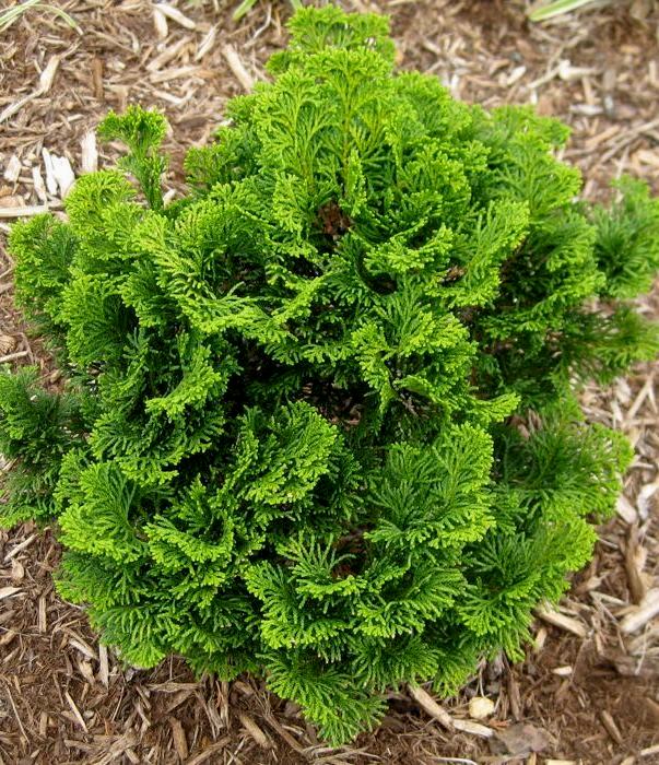 Кипарисовик притупленный ‘Nana Gracilis’