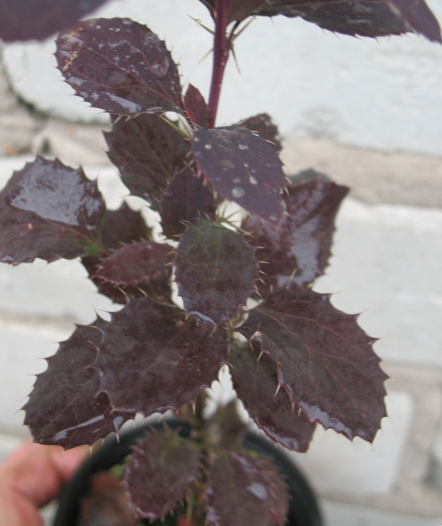 Барбарис звичайний `Atropurpurea`