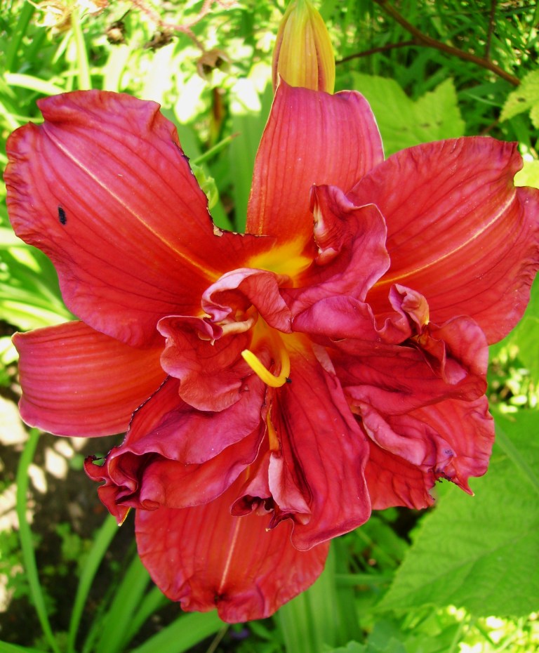 Лілійник ‘Double Firecracker’