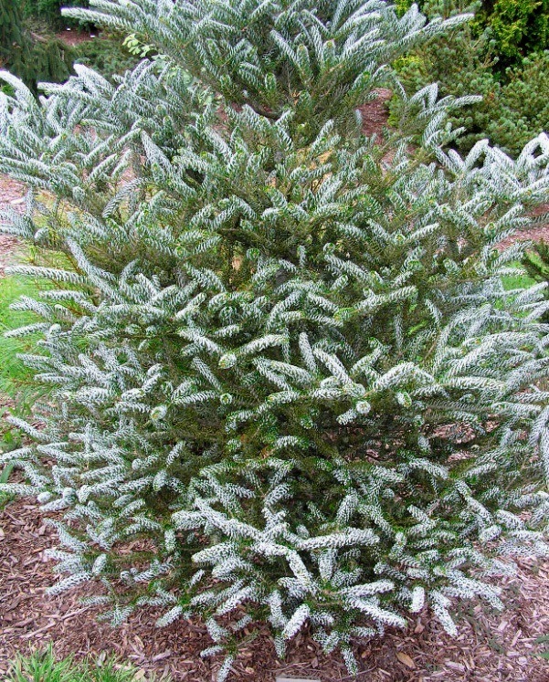 Ялиця корейська ‘Silver Star’, насіння