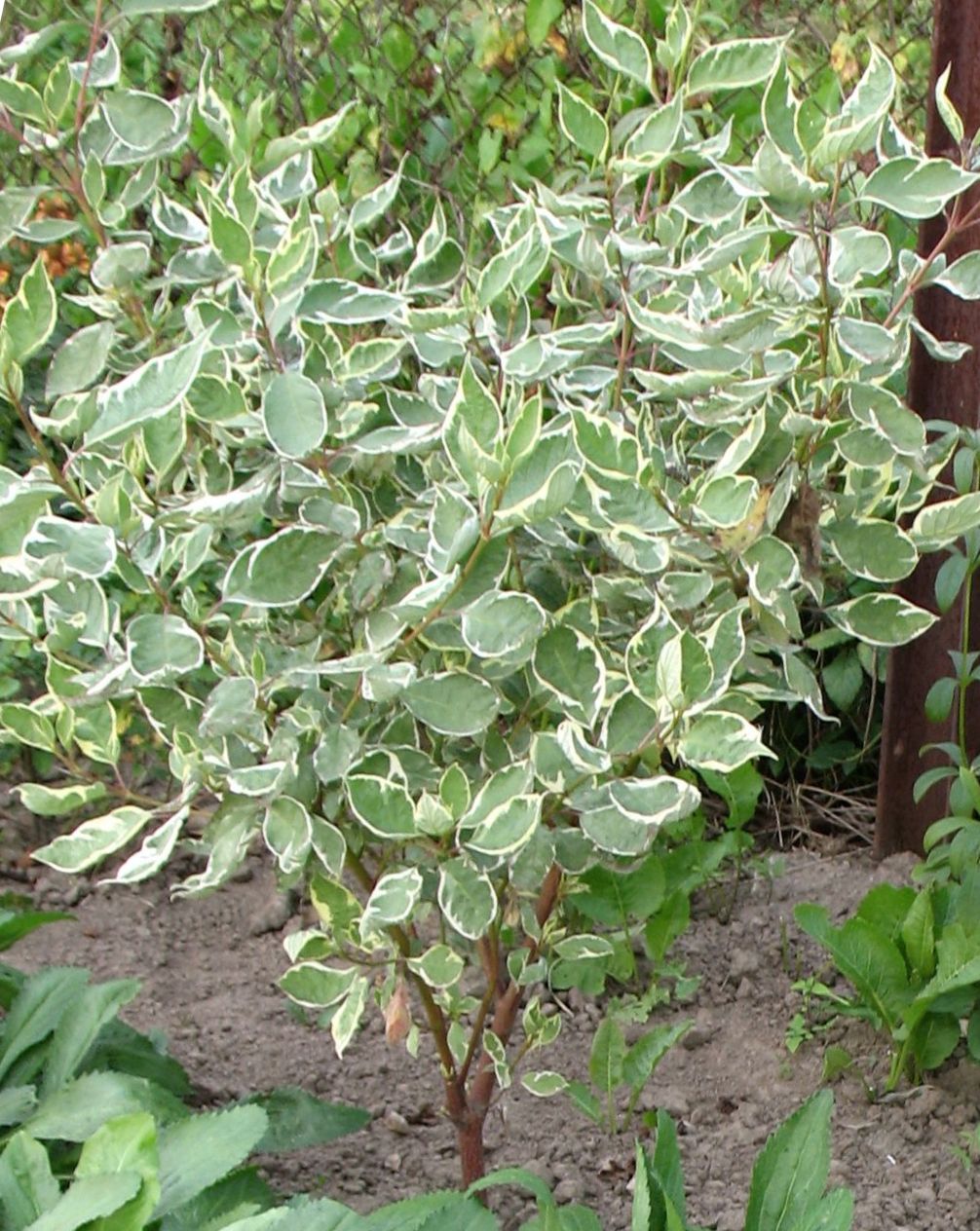Дерен білый ‘Sibirica Variegata’