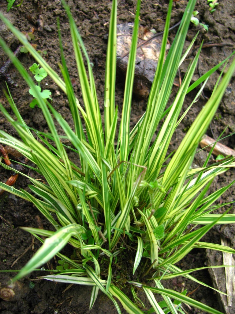 Молінія блакитна ‘Variegata’