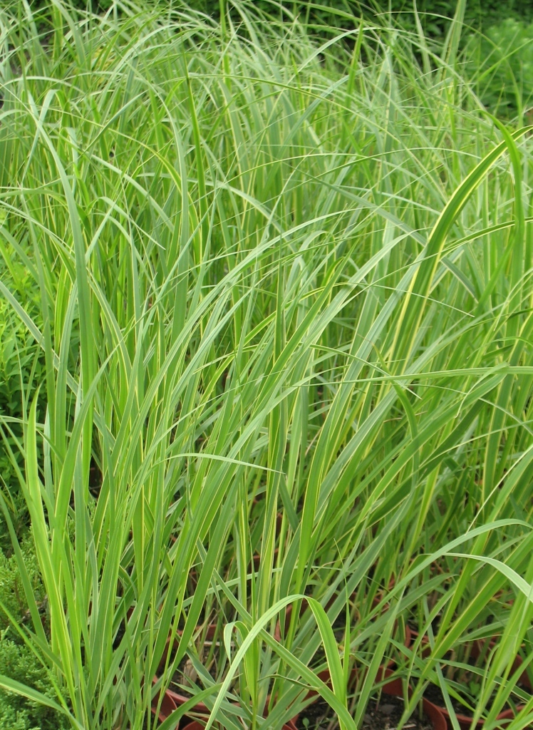 Спартина гребенева ‘Aureovariegata’