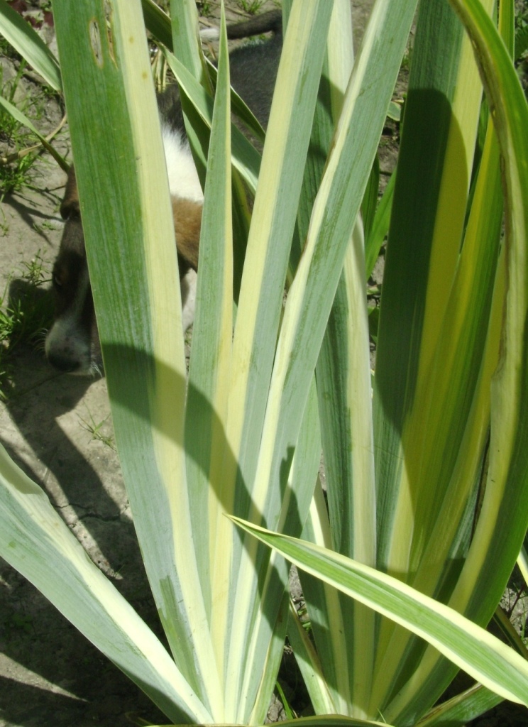 Ирис бледный ‘Variegata’