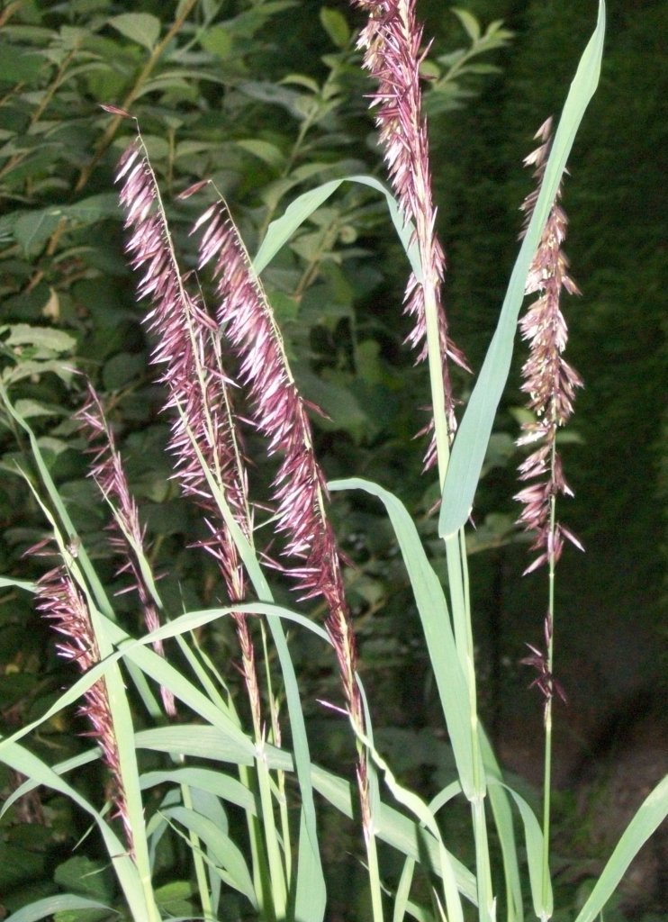 Перловник высокий ‘Atropurpurea’