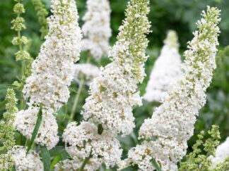 Будлея Давида ‘White Profusion’