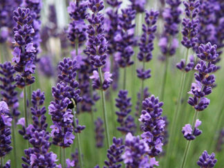 Лаванда вузьколиста ‘Ellagance Purple’